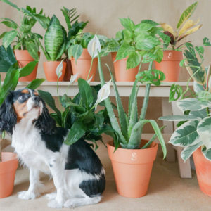 Plantas amables con tus mascotas que puedes tener en casa