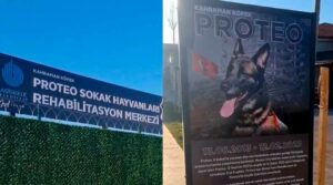 Homenajean a “Proteo” y así mismo bautizan un centro de rehabilitación para animales en Turquía