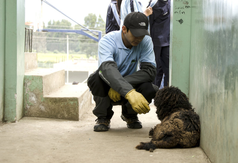 Top 5 organizaciones mexicanas que trabajan en la recuperación y protección de animales sin hogar.