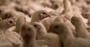 OMS confirma la primera muerte por gripe aviar en China