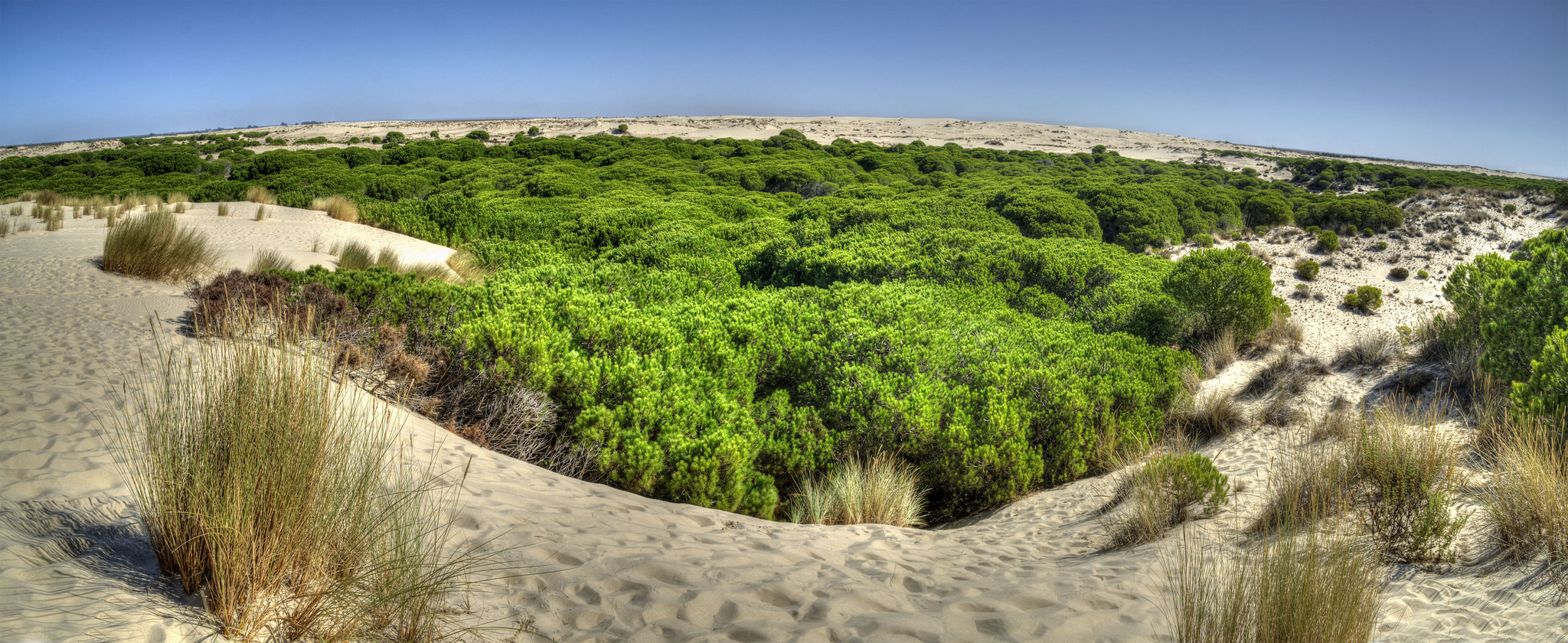 Sequía amenaza al Parque de Doñana: La mayor reserva ecológica de Europa en peligro