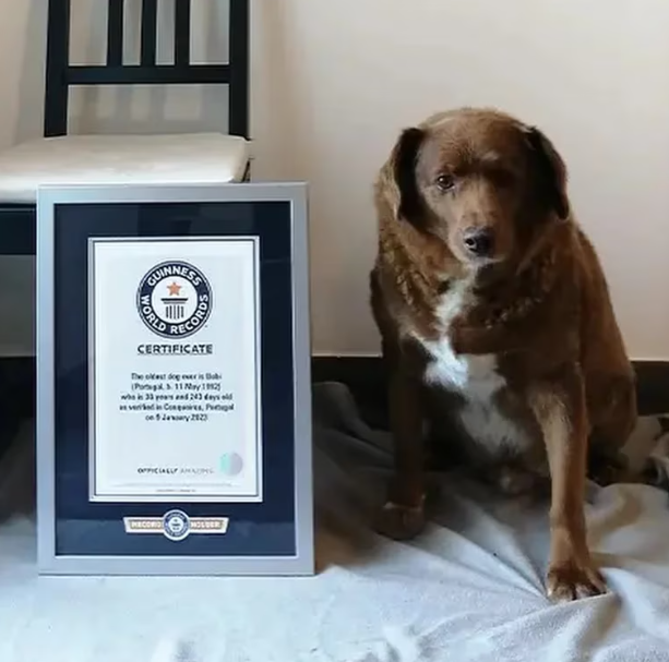 Bobi, el fiel compañero de vida, bate récord como el perro más longevo del mundo con 31 años de edad