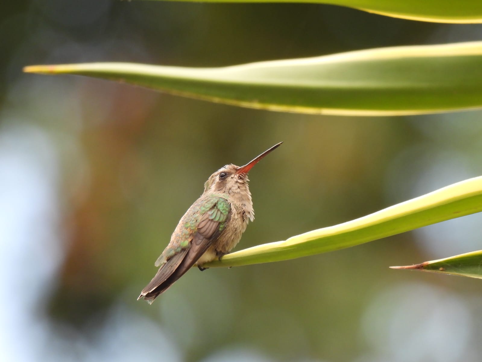 Conoce las cinco plantas de Jardín Botánico Culiacán que son las favoritas de los polinizadores