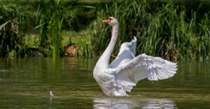 Cisnes en Problemas: La Lucha contra la Adicción a las Amapolas