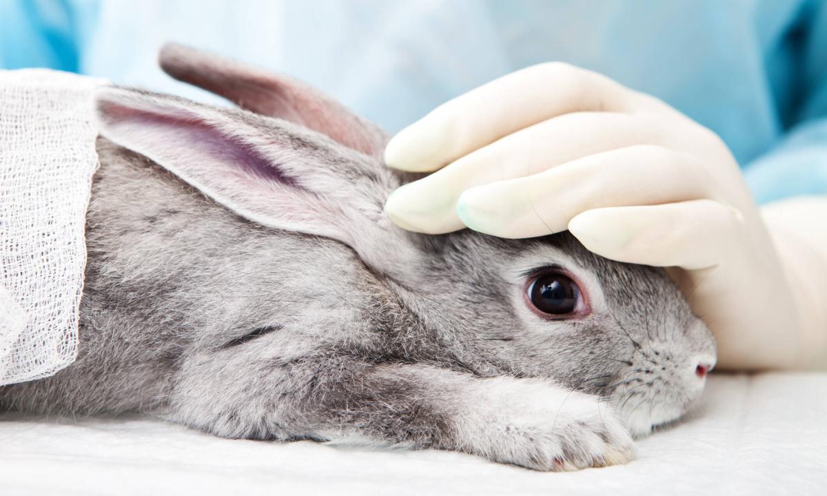 Adiós a la crueldad: Canadá dice no a las pruebas de toxicidad en animales en laboratorios