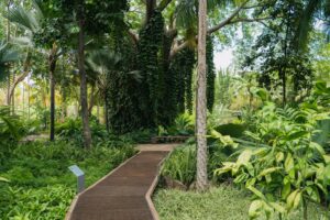 ‘Palmetum’ La fascinante colección de especies del Jardín Botánico