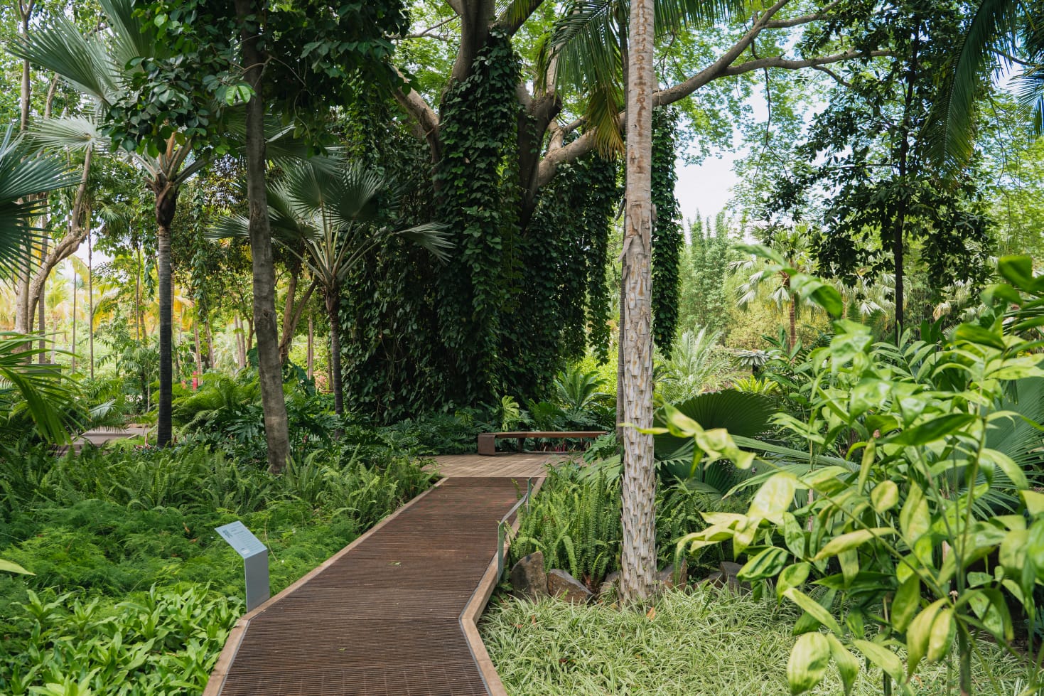 ‘Palmetum’ La fascinante colección de especies del Jardín Botánico