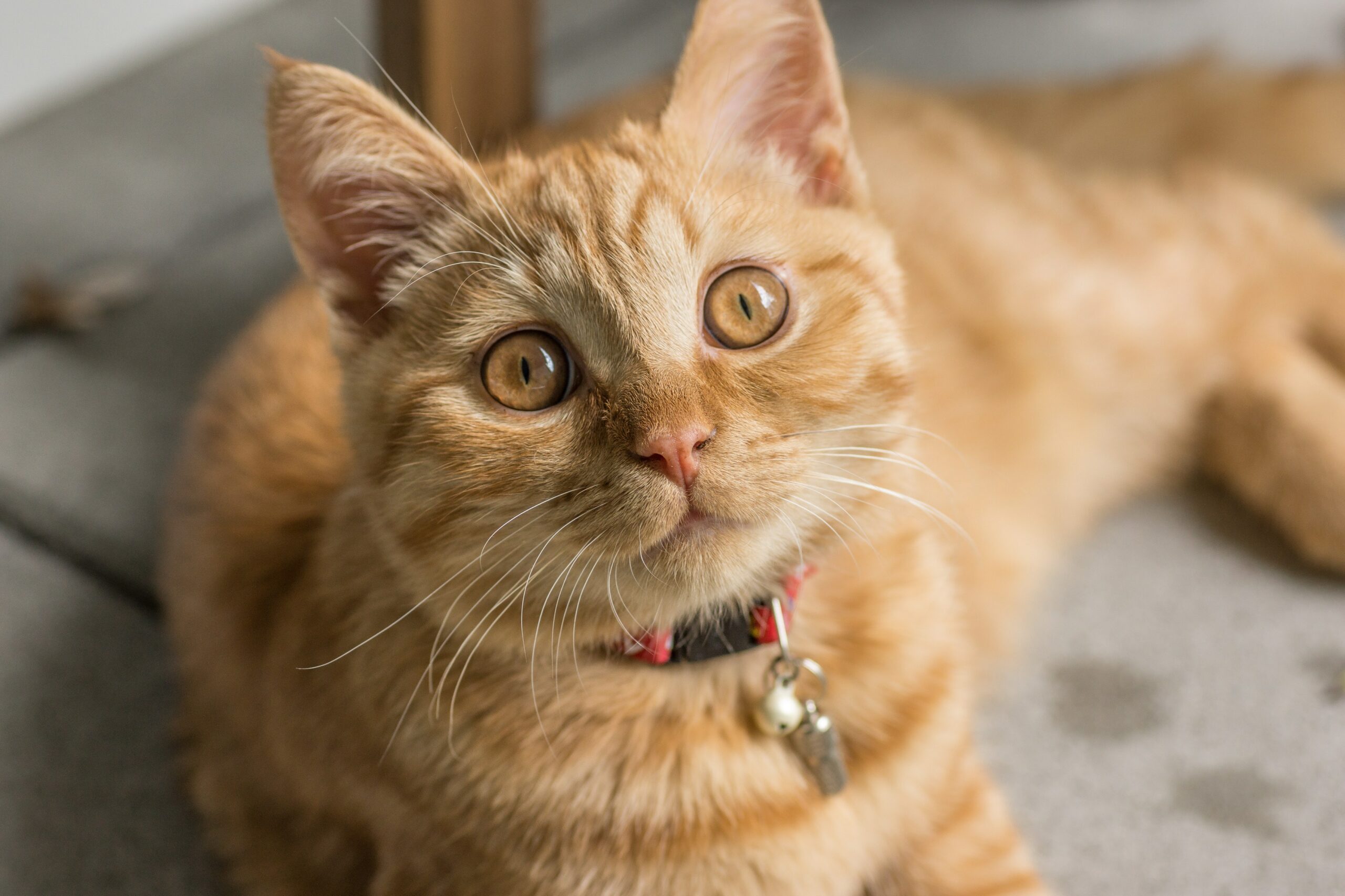 El Día del Gato se celebra tres veces en el año, y esta es la razón