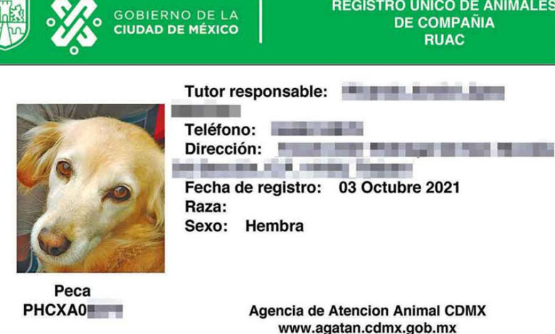 ¿Tienes una Mascota? Descubre cómo obtener su CURP de forma gratuita en tu teléfono