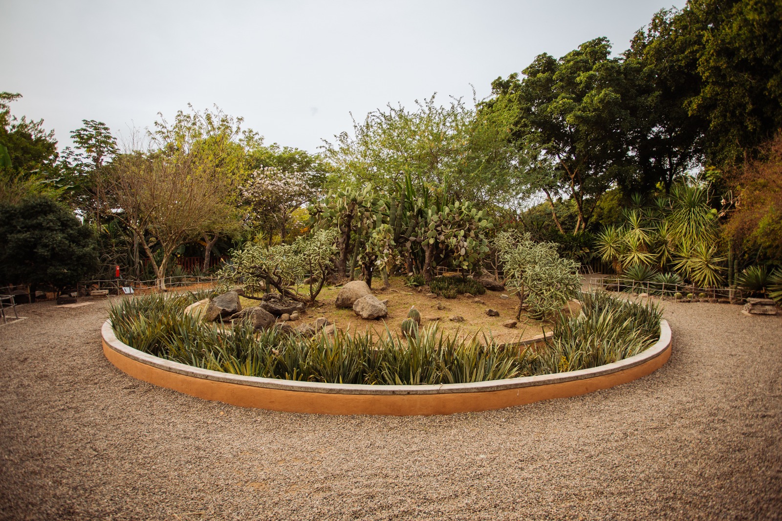 Descubre en Jardín Botánico Culiacán el patrimonio biocultural de las zonas áridas