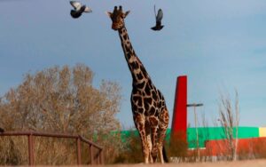 Puebla le da la bienvenida a Benito, la jirafa que llega a Africam Safari