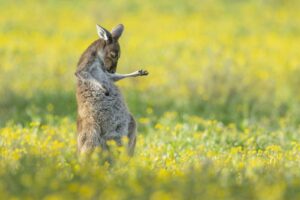 Descubre a los Finalistas Divertidos de los Premios Comedy Wildlife Photo 2023