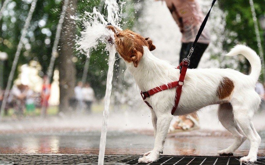 ¿Cómo afecta el cambio climático a mis mascotas?