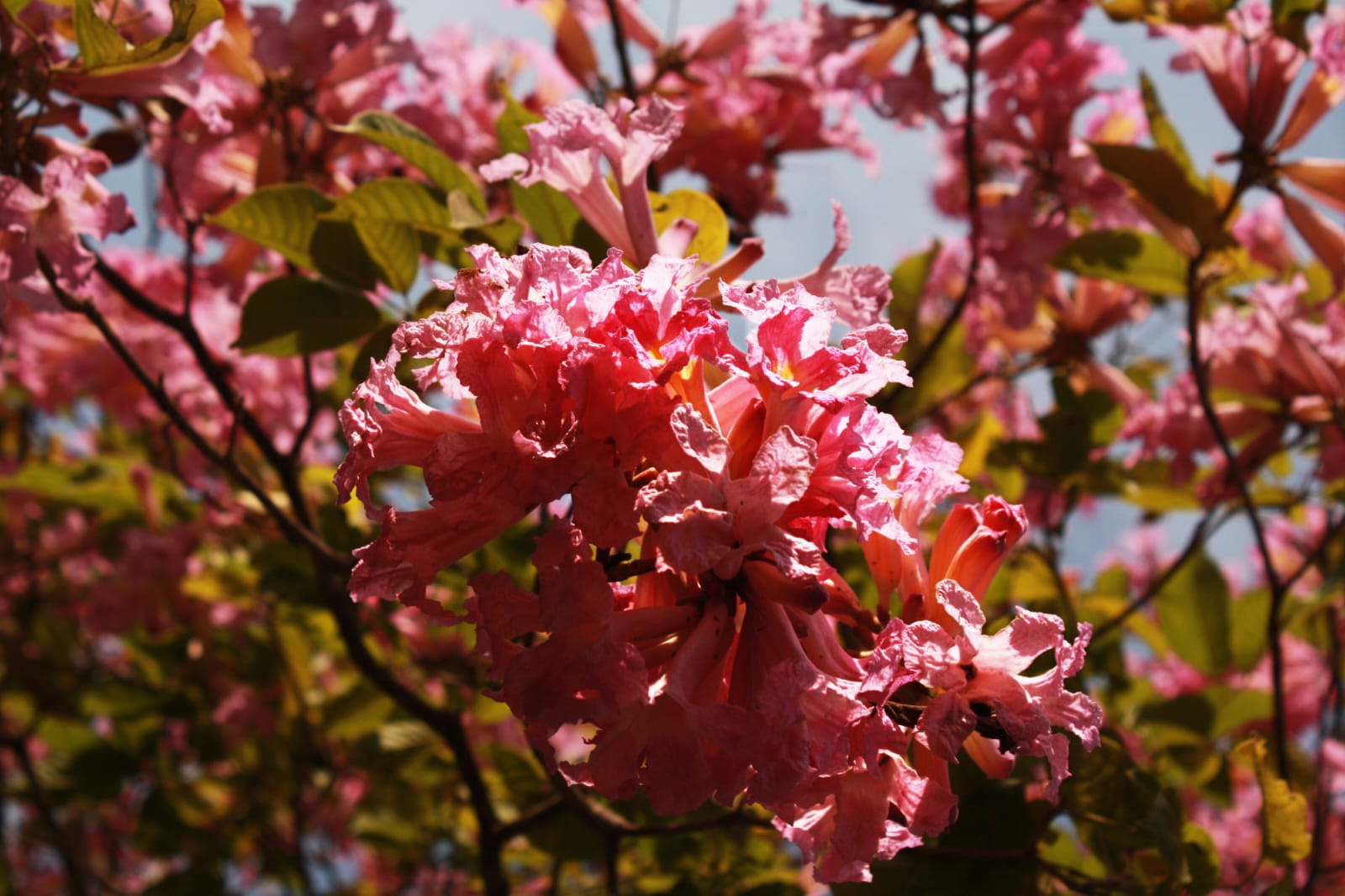 Disfruta en Jardín Botánico el despertar de la naturaleza, la estación más colorida del año