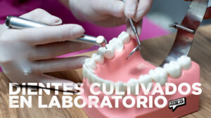 Dientes cultivados en laboratorio: una alternativa natural a implantes y empastes