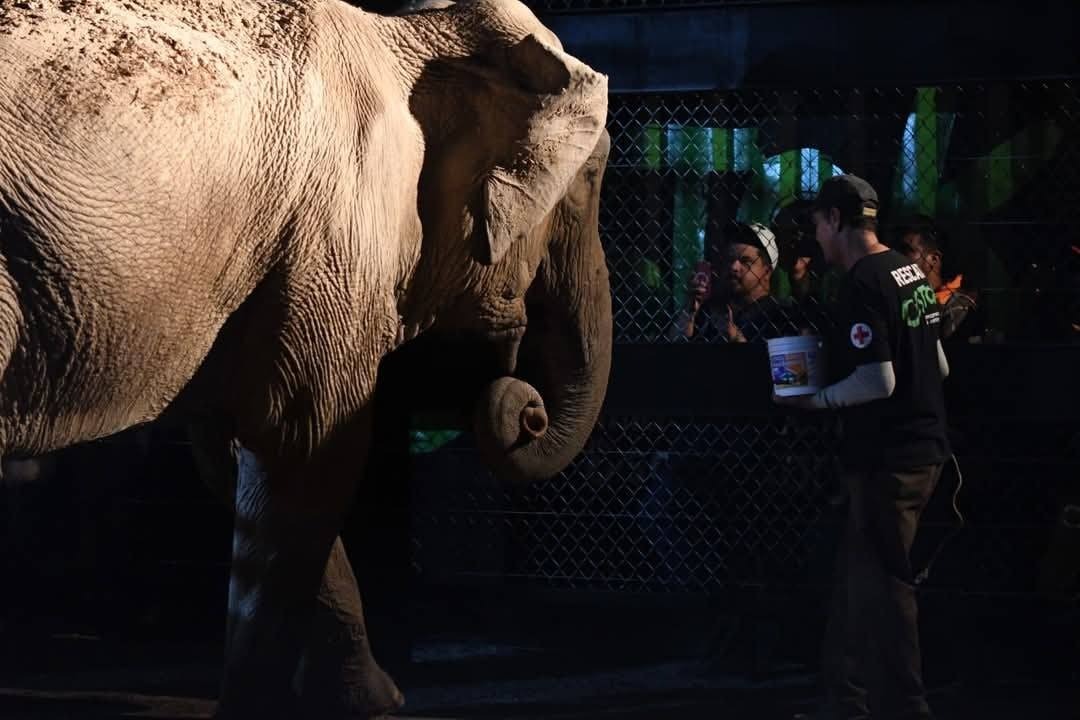 Un nuevo hogar en Mazatlán: animales rescatados inician una nueva vida en el Bioparc El Encanto