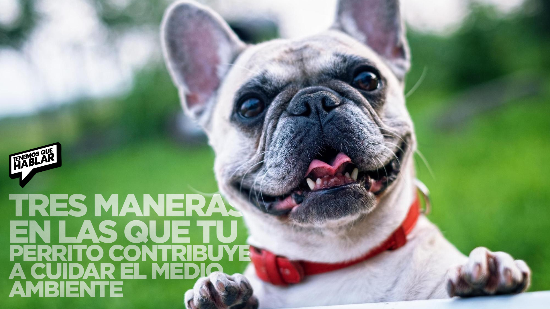 “Tu perro, un pequeño héroe ecológico: 3 formas en que cuida el planeta”