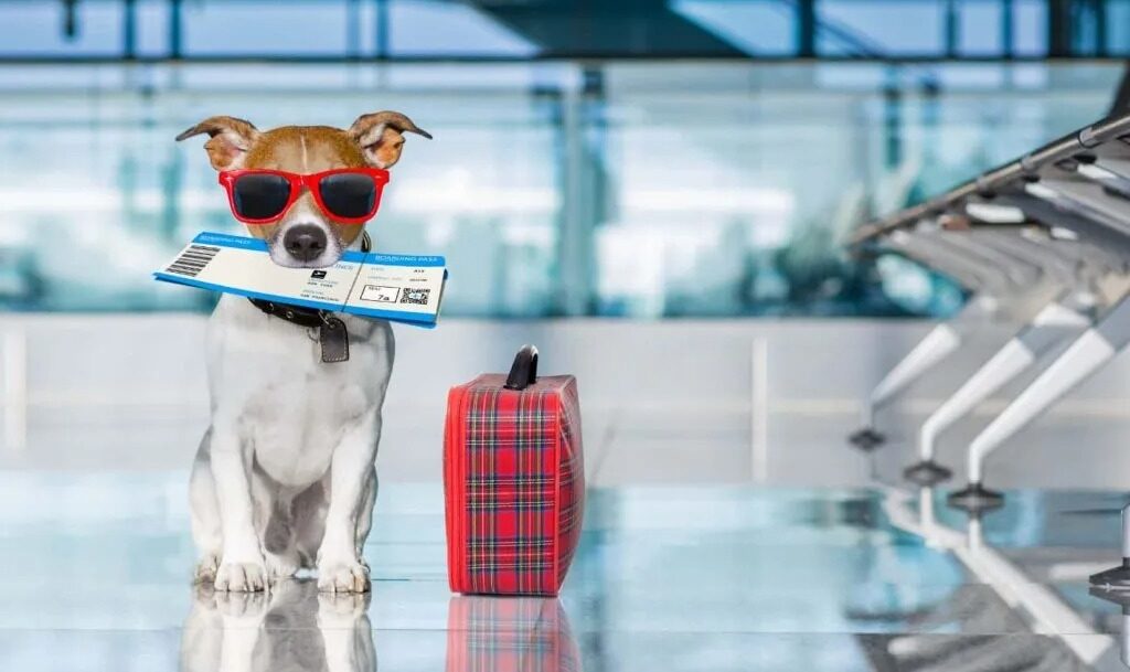 ¿Vas a viajar con tu perro? Guía rápida para un trayecto tranquilo