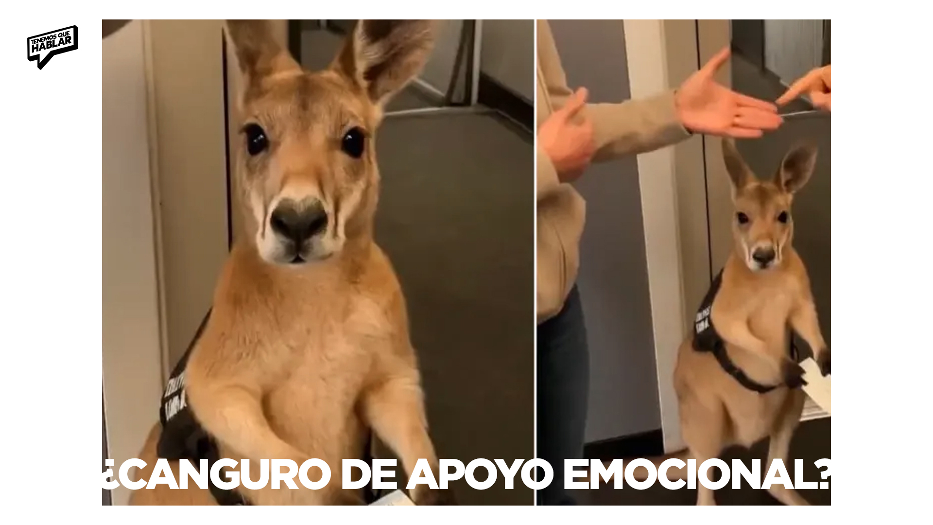 Videos hechos con IA rompen las redes: ¿el futuro del entretenimiento o el fin de la realidad?