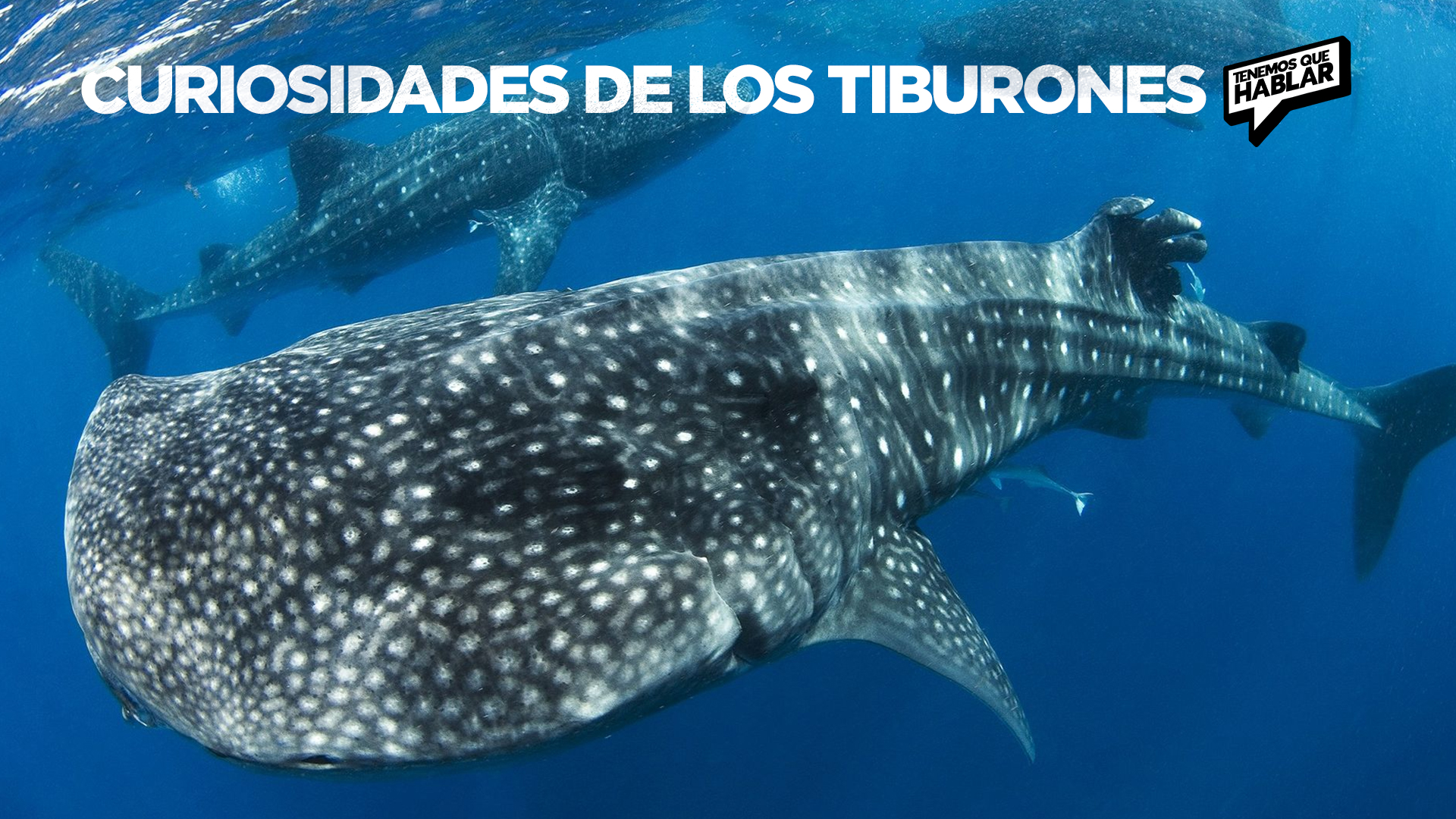 Curiosidades de los tiburones: Criaturas asombrosas del océano