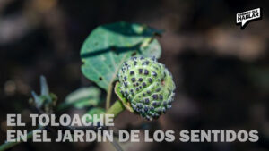 Descubre los mitos sobre el Toloache en la colección Jardín de los Sentidos