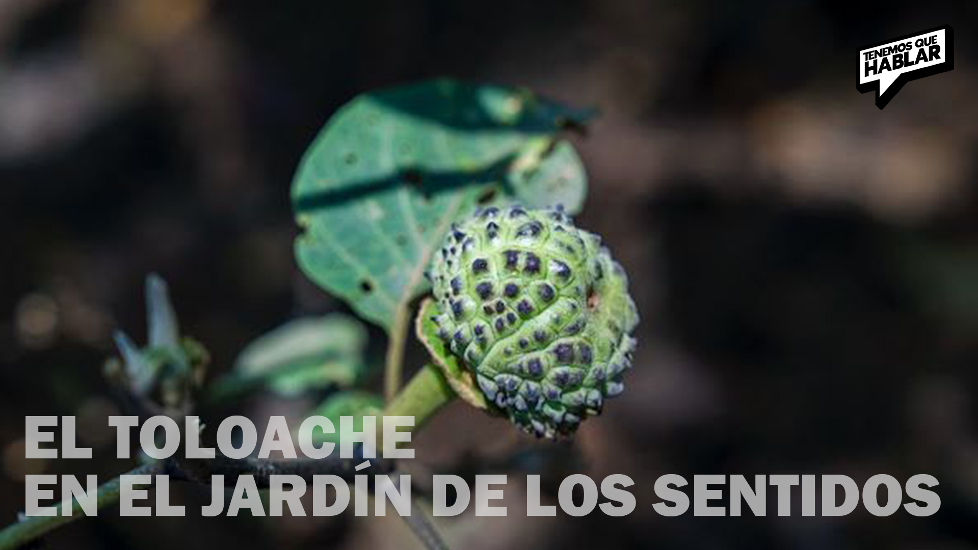 Descubre los mitos sobre el Toloache en la colección Jardín de los Sentidos