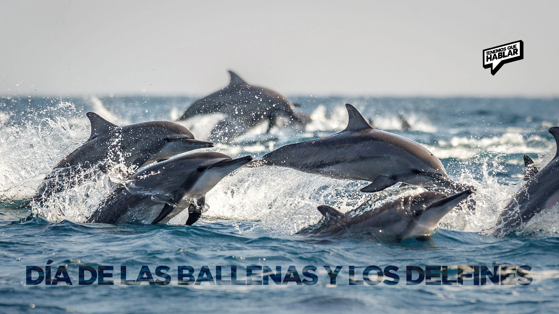 Día de las Ballenas y los Delfines: Un llamado a proteger a los gigantes del mar