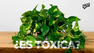 Planta Teléfono: Curiosidades, cuidados y si deberías preocuparte por su toxicidad