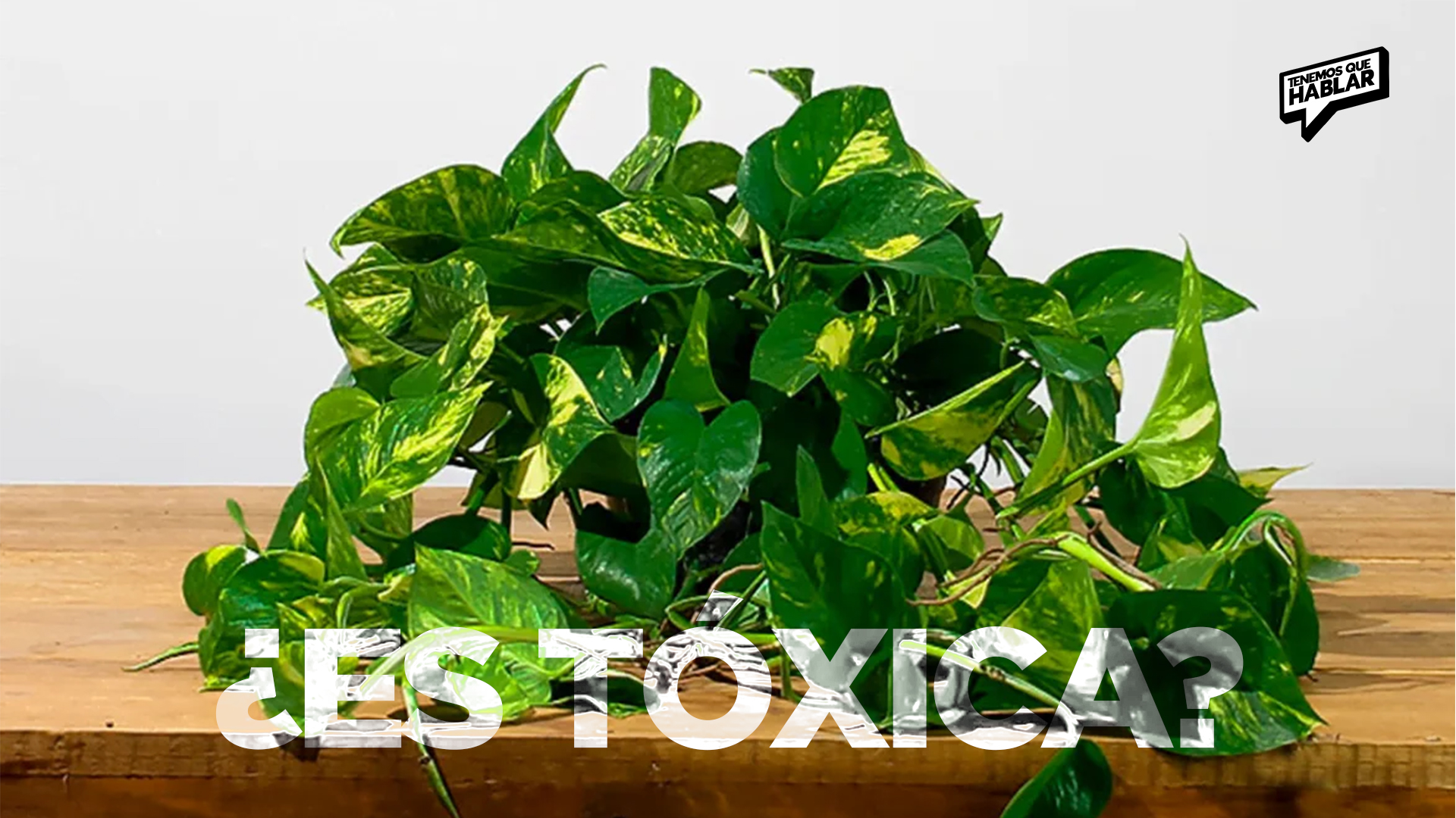 Planta Teléfono: Curiosidades, cuidados y si deberías preocuparte por su toxicidad