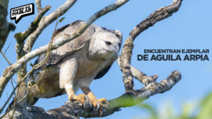 Vuelve a volar: avistan un ejemplar de águila arpía en su hábitat natural