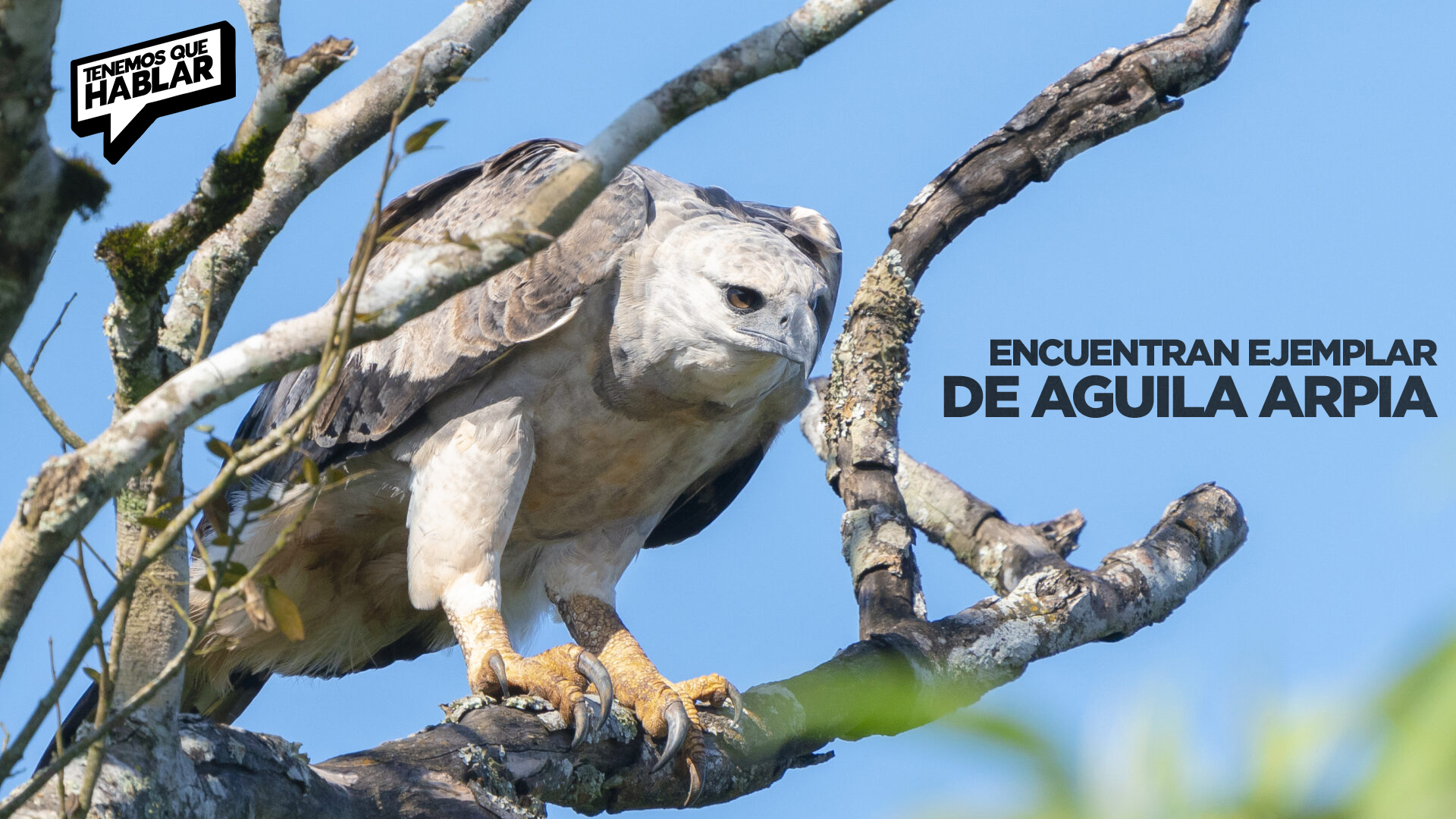 Vuelve a volar: avistan un ejemplar de águila arpía en su hábitat natural