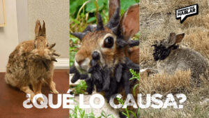 ¿Conejos con tentáculos? La extraña noticia que intriga a científicos y curiosos