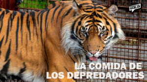 Zoológico danés permite donar mascotas para alimentar a sus depredadores