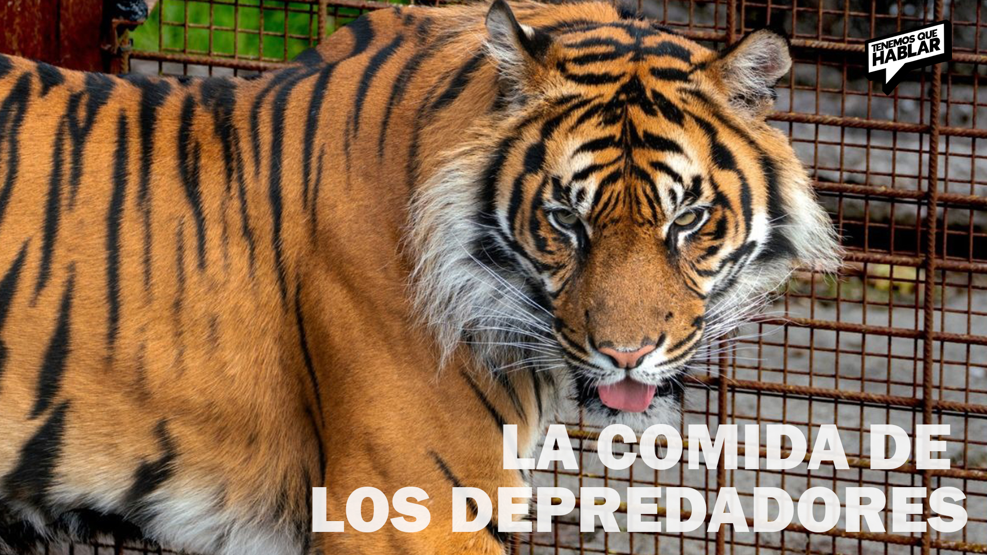 Zoológico danés permite donar mascotas para alimentar a sus depredadores