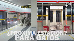 El metro más tierno: un joven en China construye un tren para sus gatos