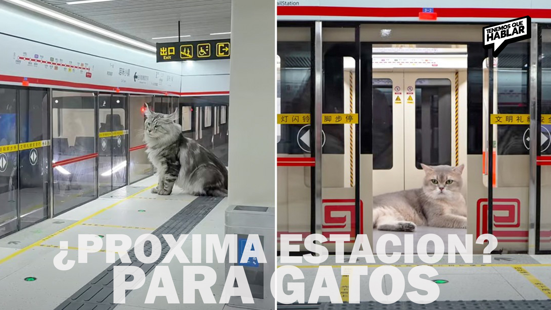 El metro más tierno: un joven en China construye un tren para sus gatos