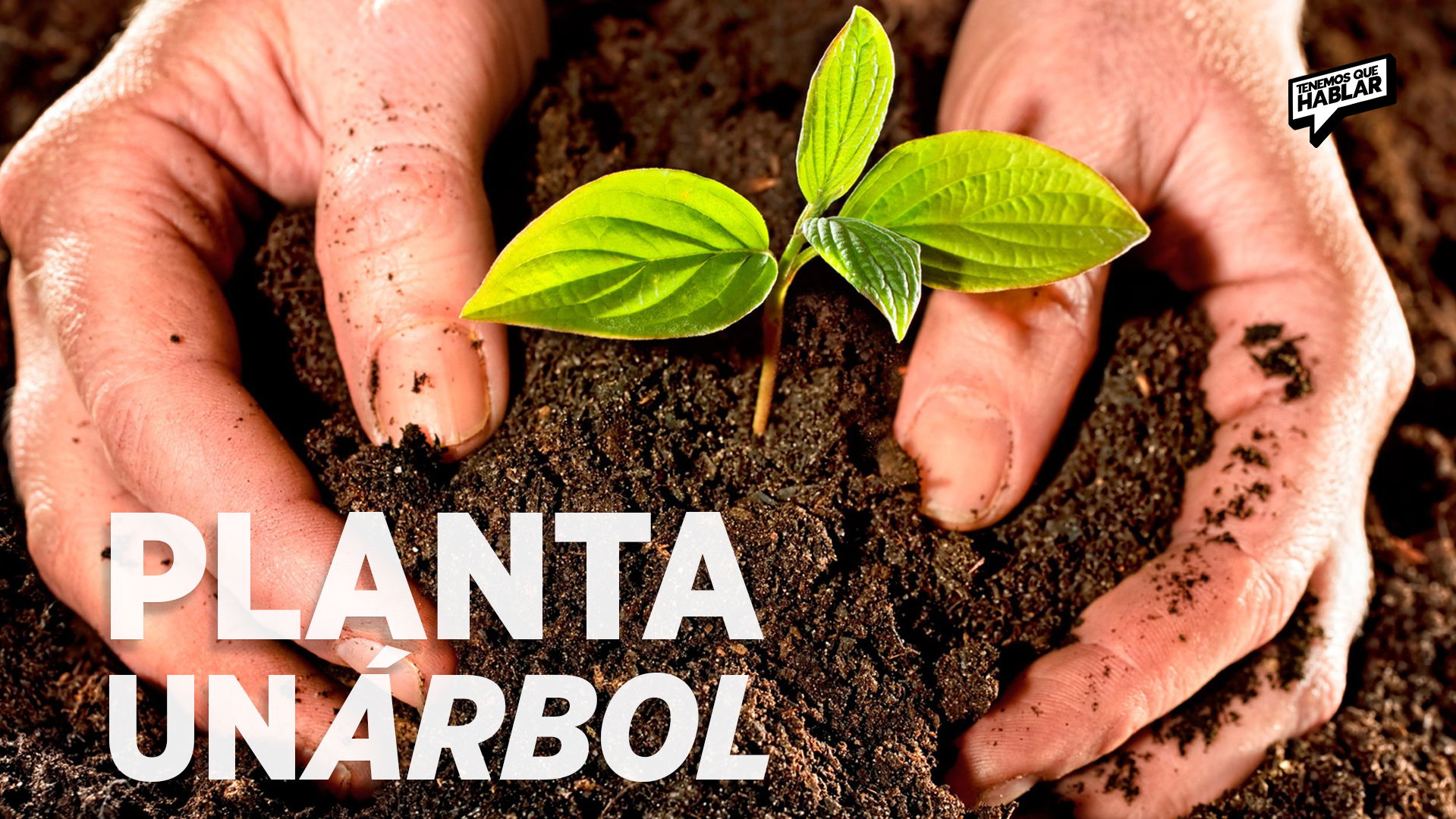 Plantar un árbol: el regalo más simple y poderoso para el planeta