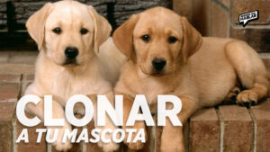 Clonar a tu mascota: el avance que pone a prueba el amor y la ciencia