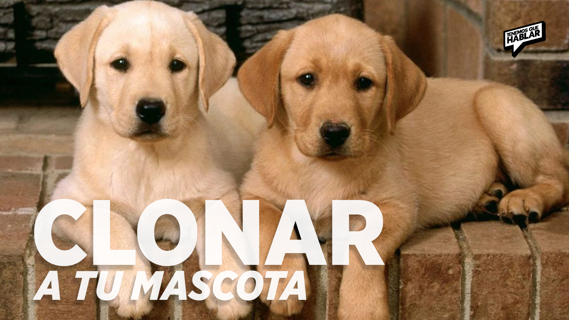 Clonar a tu mascota: el avance que pone a prueba el amor y la ciencia