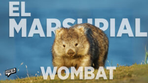 ¿Lo conoces? el marsupial más tierno y curioso de Australia