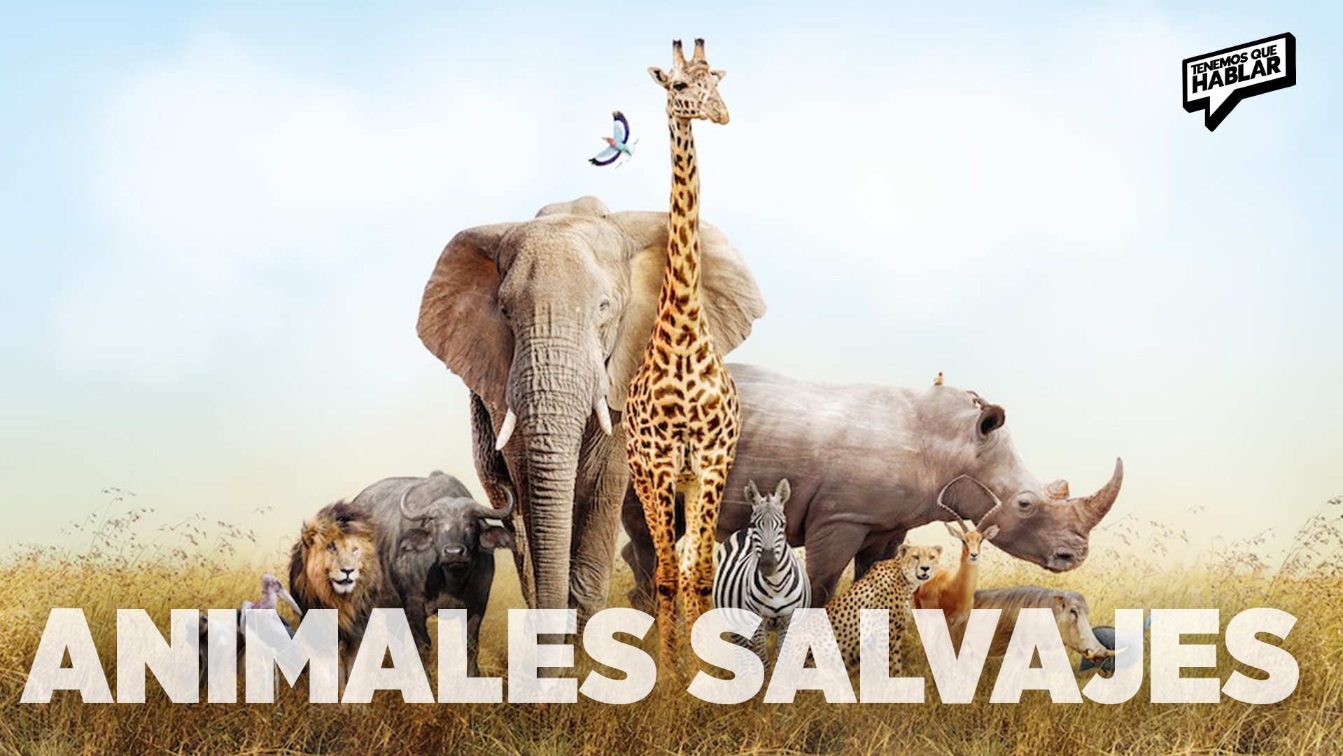 La sorprendente forma en que los animales se curan solos