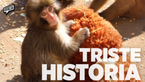 La historia de Punch, el macaco bebé que conmovió a miles