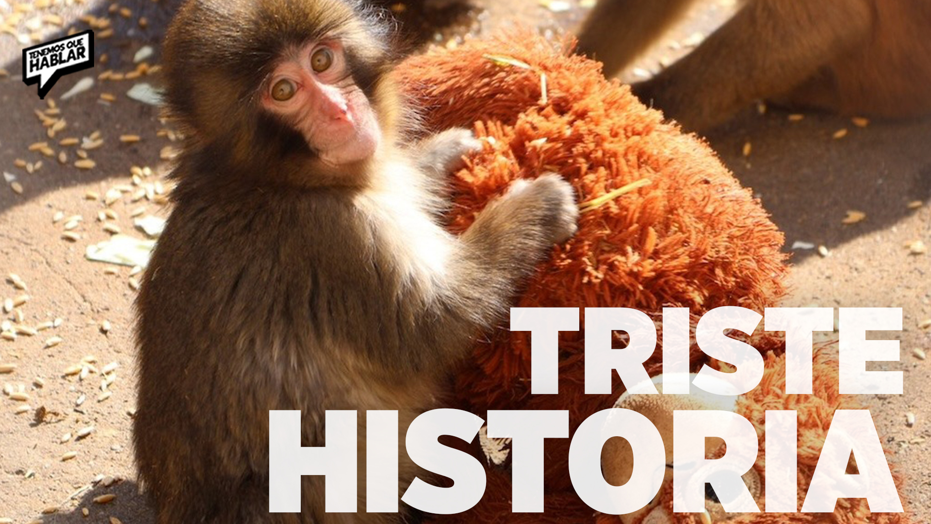 La historia de Punch, el macaco bebé que conmovió a miles