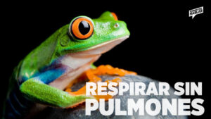 Respirar sin pulmones: los animales que usan su piel para sobrevivir