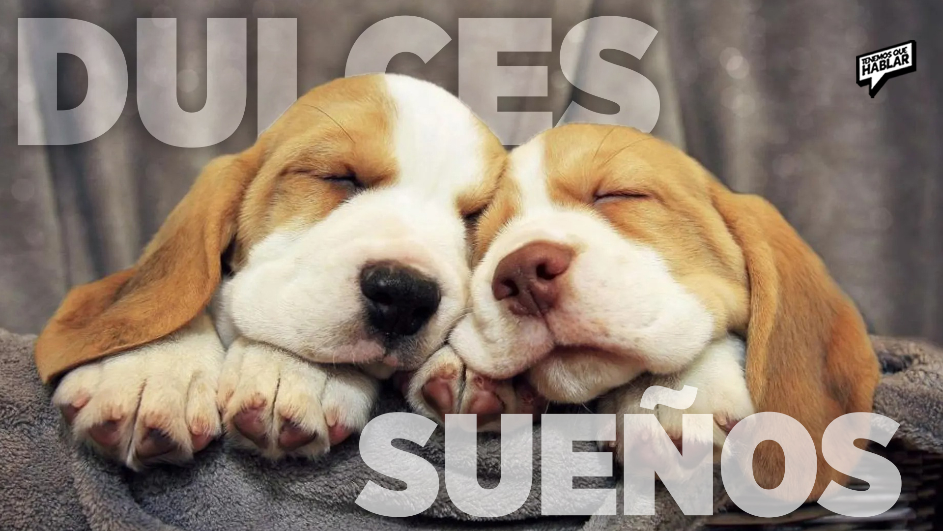 ¿Qué pasa en la mente de tu perro cuando duerme?