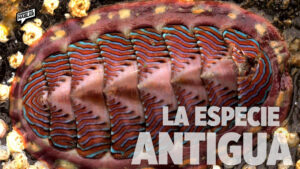 Un fósil viviente revela un nuevo secreto evolutivo