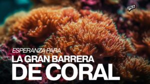 Nueva técnica da esperanza a la Gran Barrera de Coral
