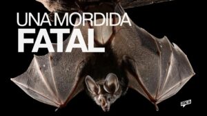 Una mordida invisible con consecuencias fatales
