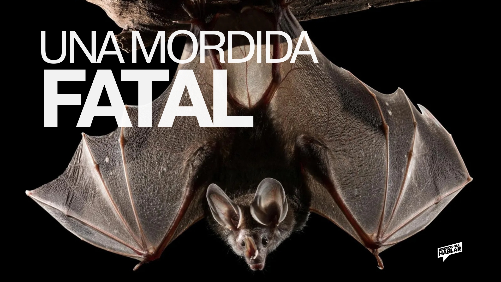 Una mordida invisible con consecuencias fatales